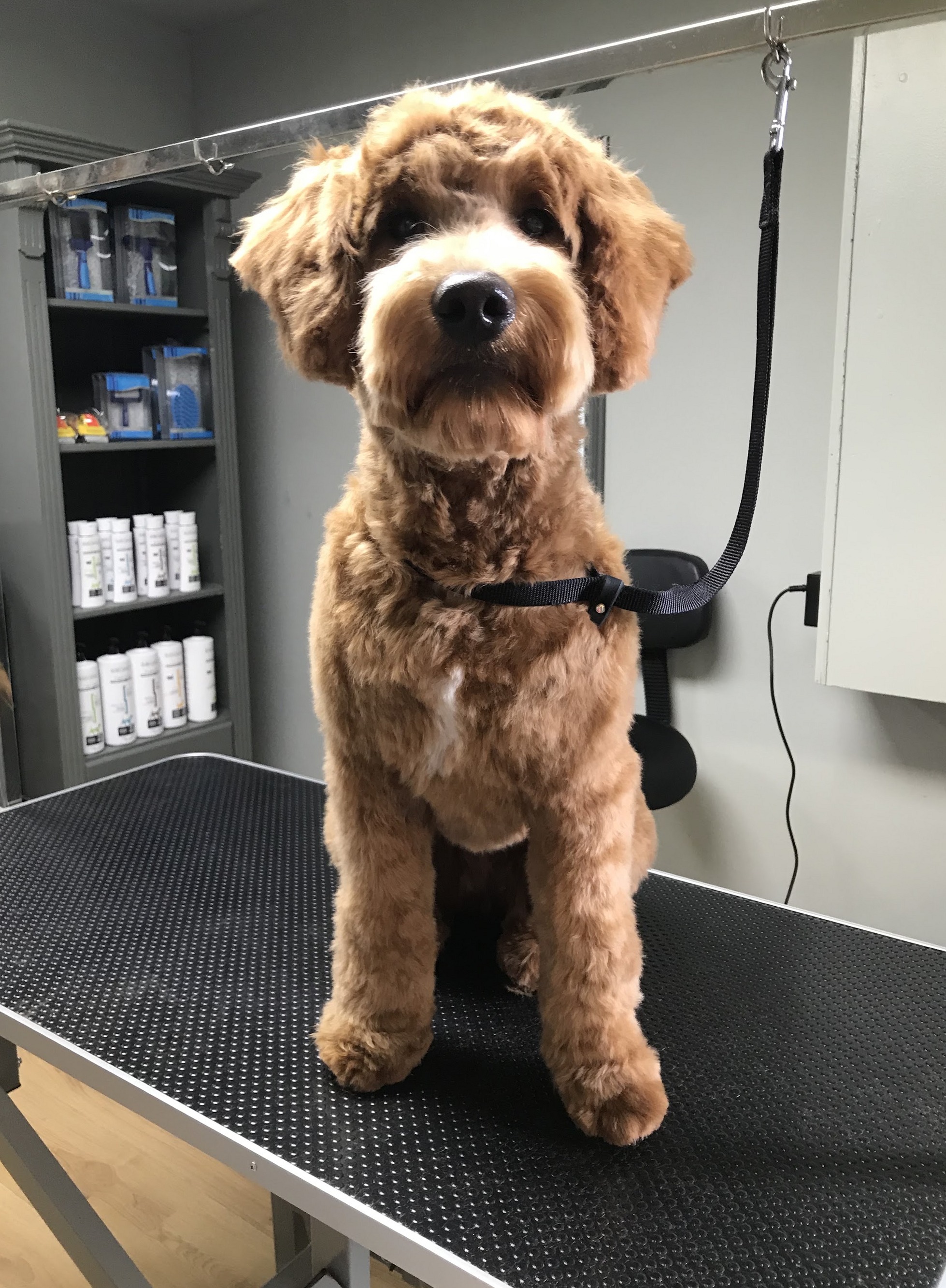 Bruine hond met verzorgde krulvacht op de trimtafel