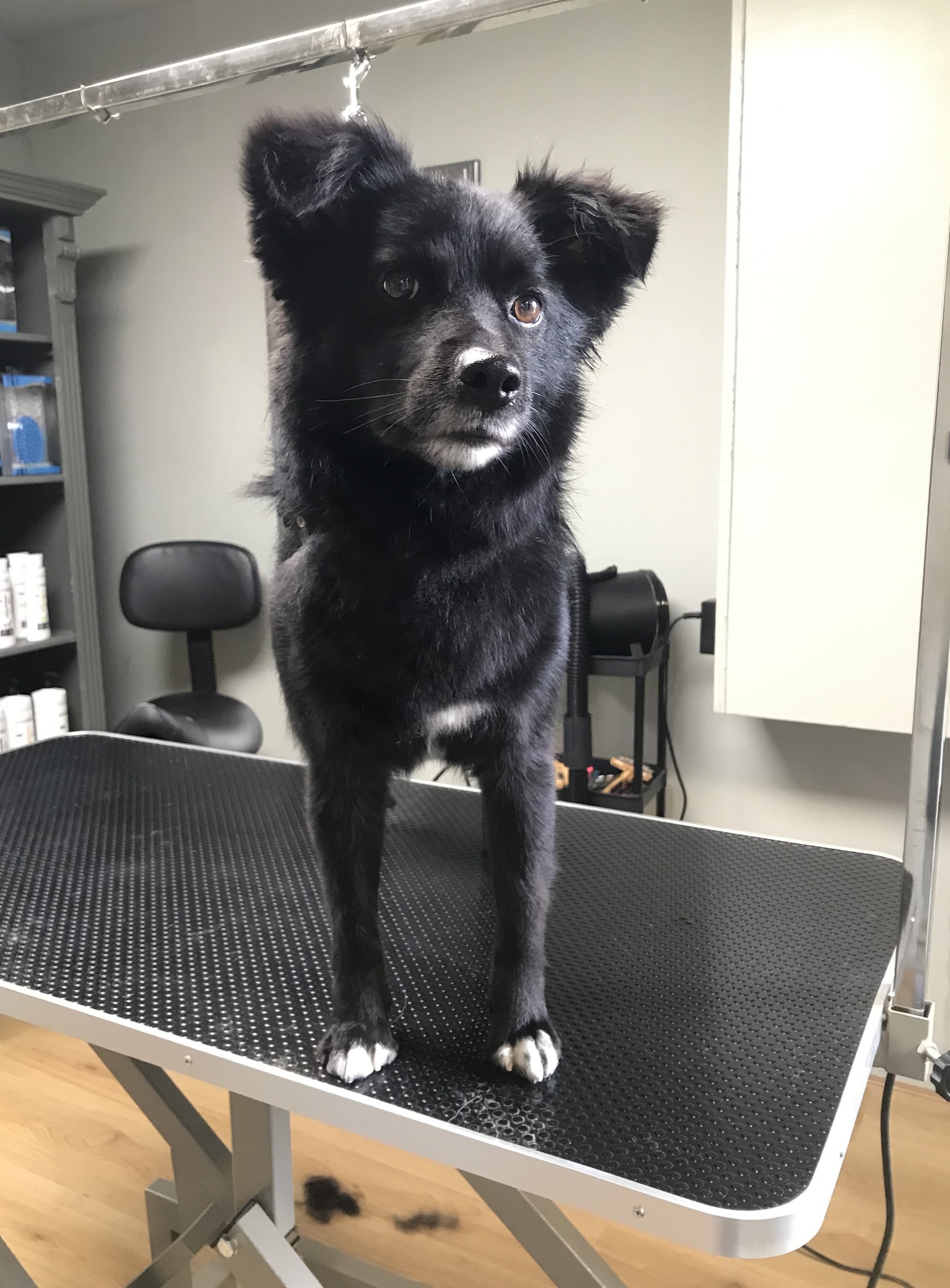 Zwarte hond met rechtopstaande oren na de trimbeurt