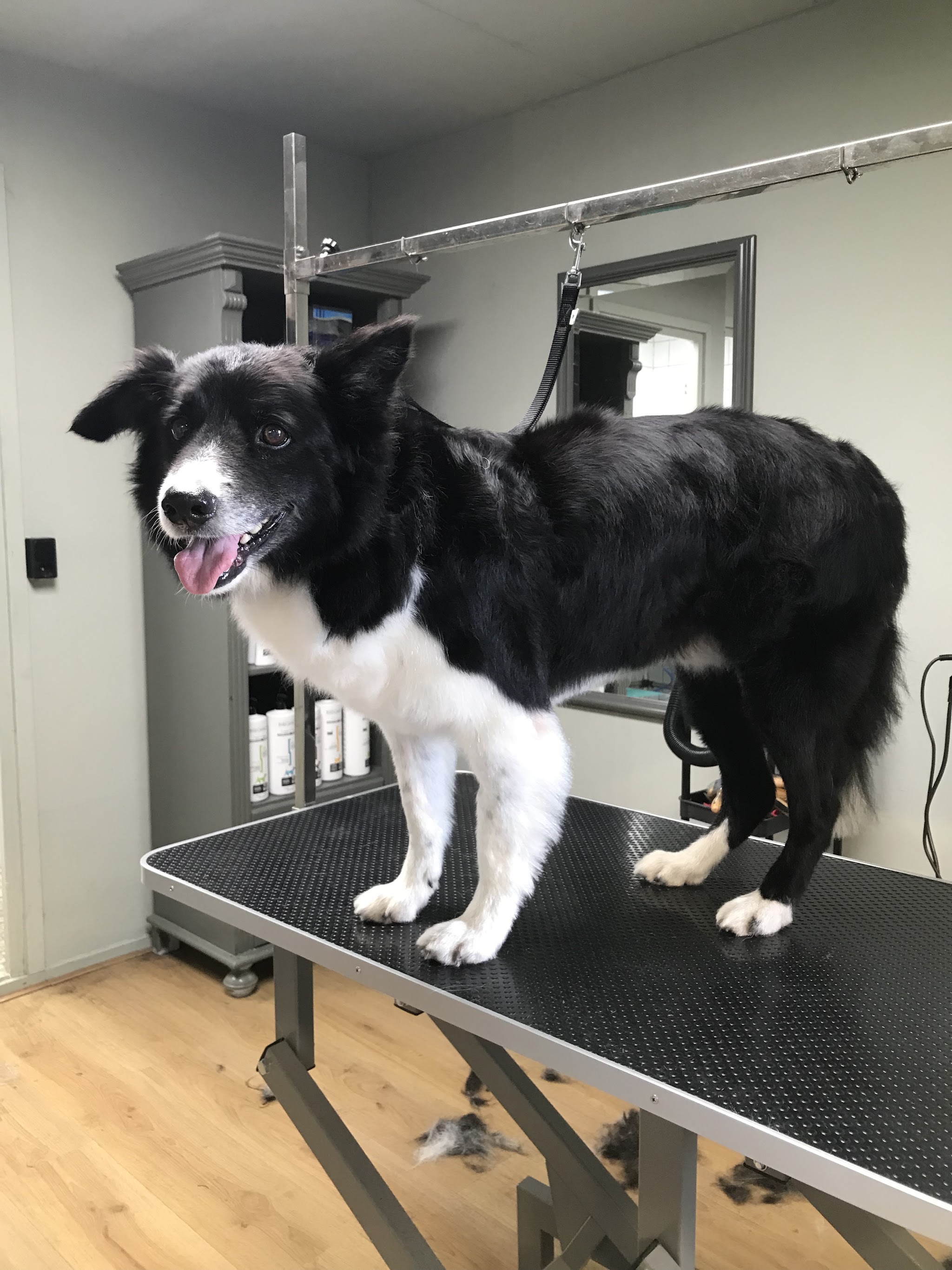 Zwart-witte hond met verzorgde vacht in de salon