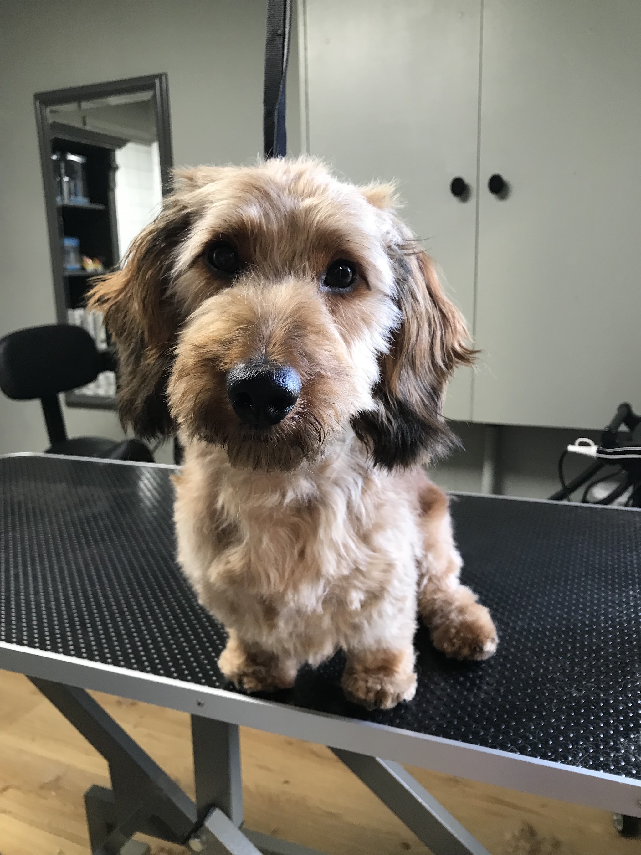 Kleine ruwharige hond op de trimtafel