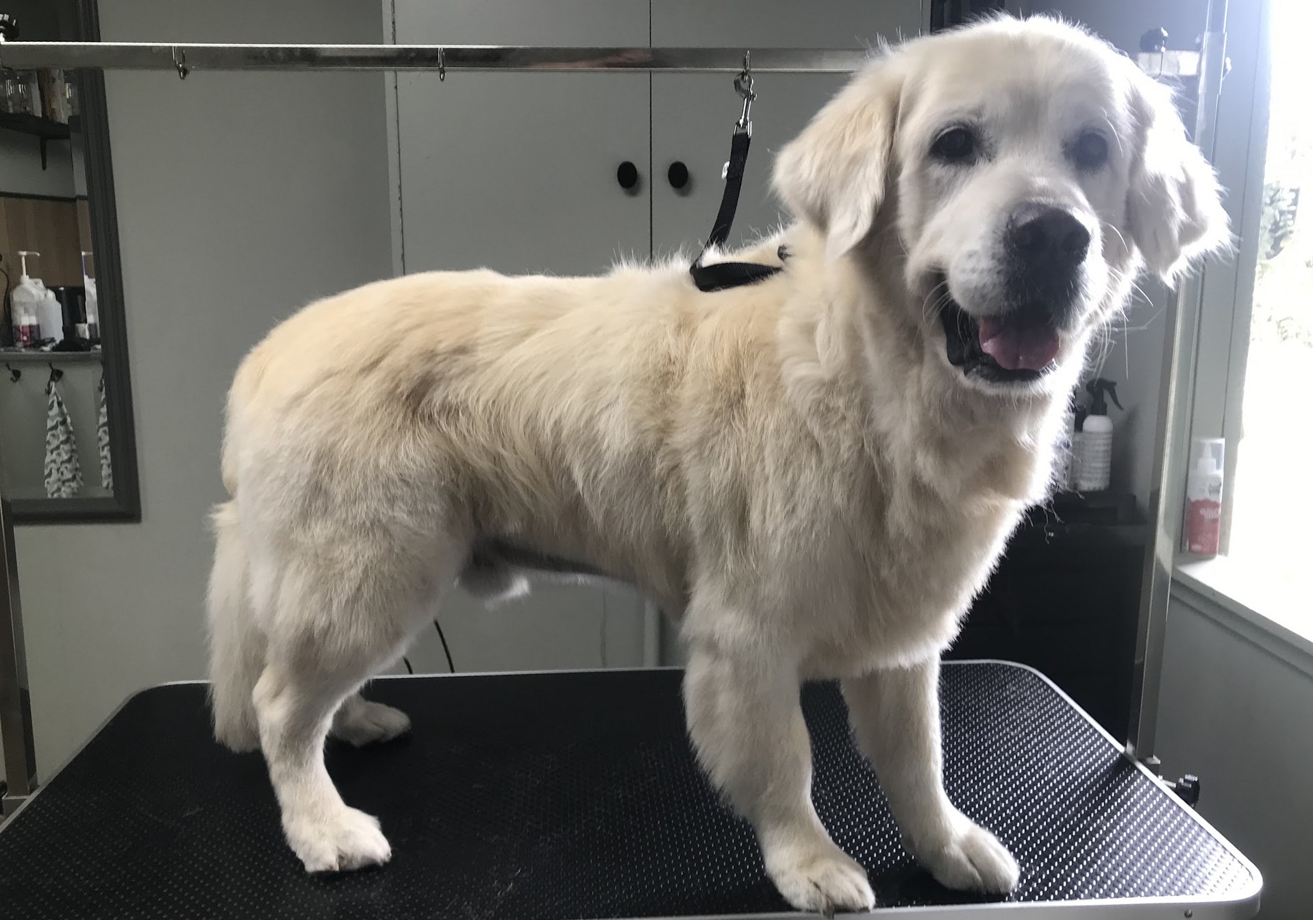 Lichtgekleurde hond na het trimmen bij Het Kleine Boomgaardje